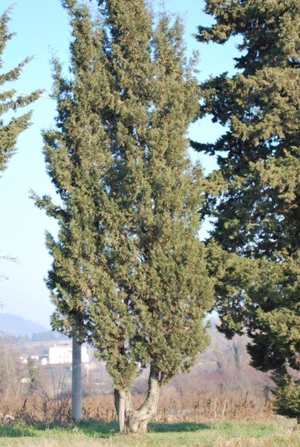 Cupressus sempervirens